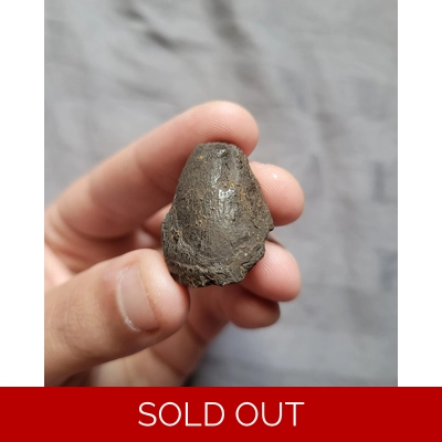 RARE MOSASAURUS DINOSAUR AGE REPTILE TOOTH FOSSIL FROM THE CAROLINAS RARE MOSASAURUS DINOSAUR AGE REPTILE TOOTH FOSSIL FROM THE CAROLINAS